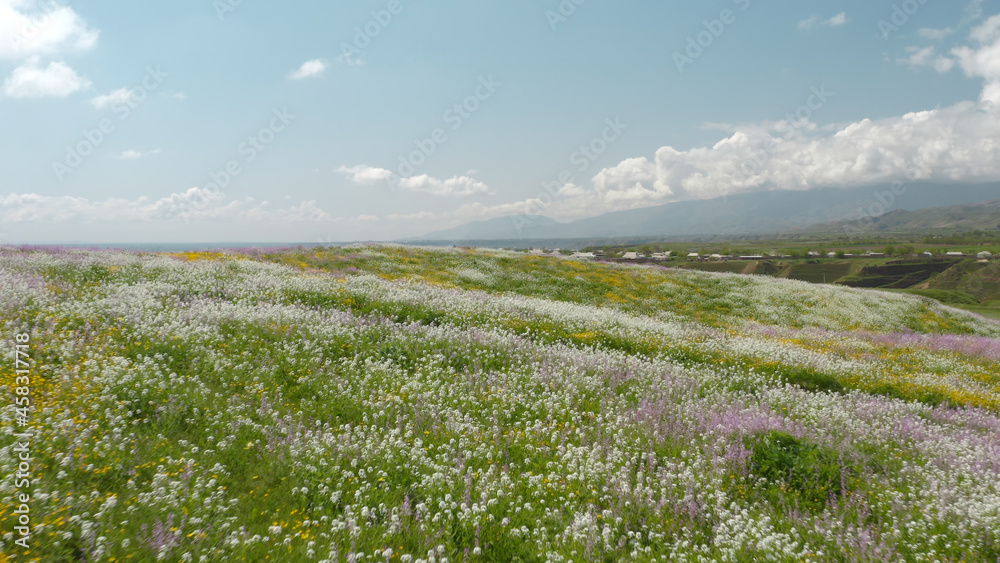 Fototapeta premium Air flight at high speed over a field with green grass and colorful flowers: white, yellow, lilac red. Beautiful summer landscape with rays of sunlight with blue sky and clouds Dream drone flight.
