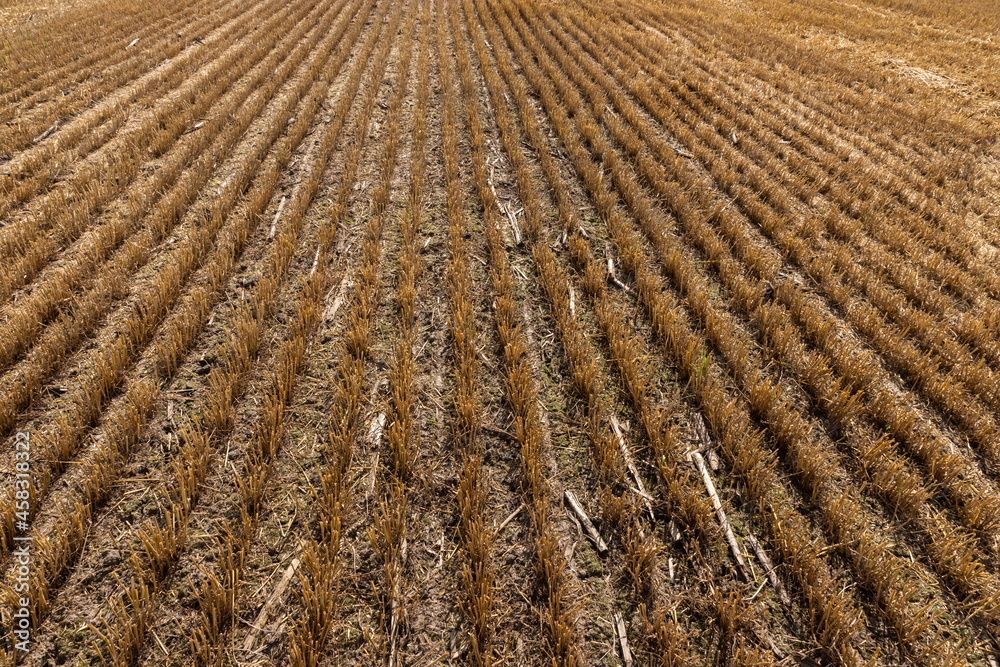 Stubble in the field after harvest. Cut stalks of cereals in the field. Slender rows of grain crops Stubble in the field after harvest. Cut stalks of cereals in the field. Slender rows of grain crops
