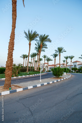 Palm trees along the road leading to the city.