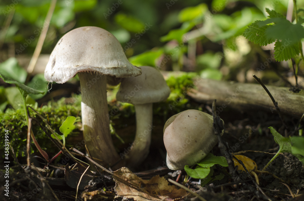 mushrooms with lichen and leaf, vallée de la matapédia, québec, canada mushrooms with lichen and leaf, vallée de la matapédia, québec, canada