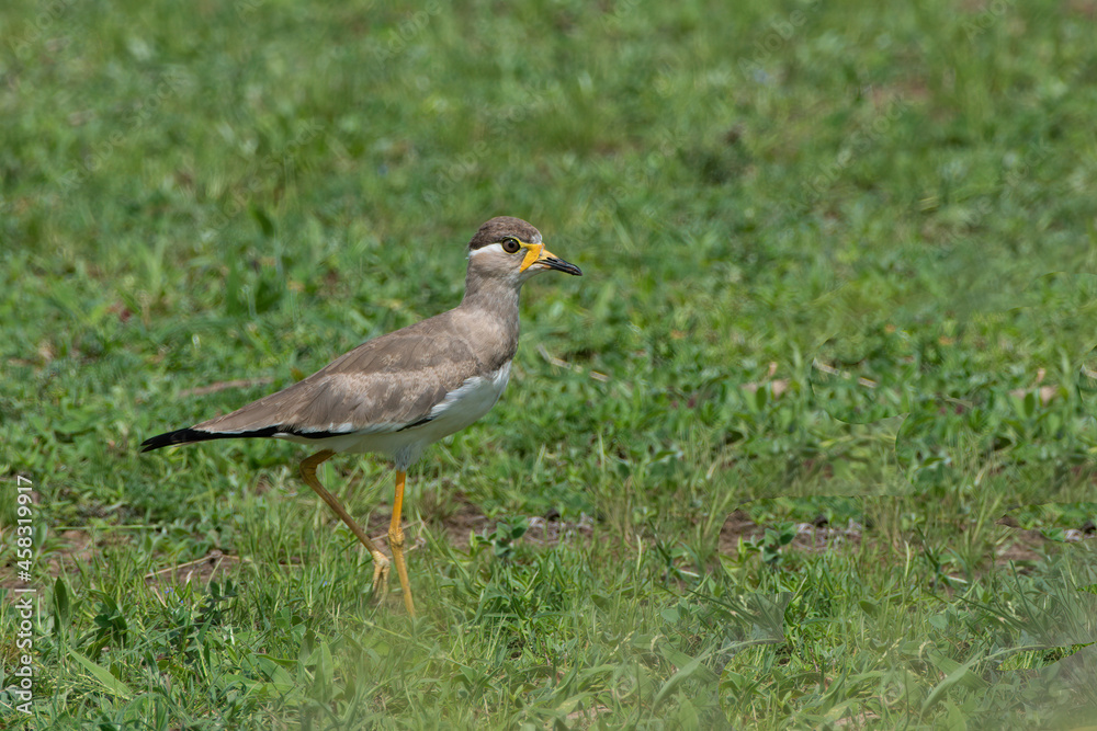 Juvenile Yellow-wattled Lapwing at Rajasthan, India Juvenile Yellow-wattled Lapwing at Rajasthan, India