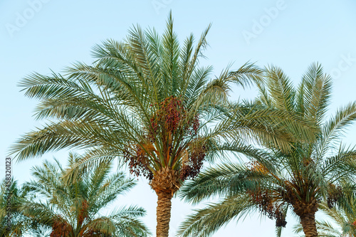 date palms on a background of blue bright sky.