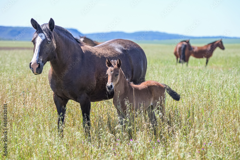 Obraz premium Cavalos no campo