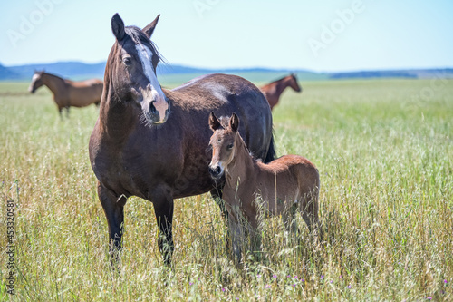  Cavalos no campo © Giacomo