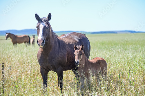 Cavalos no campo
