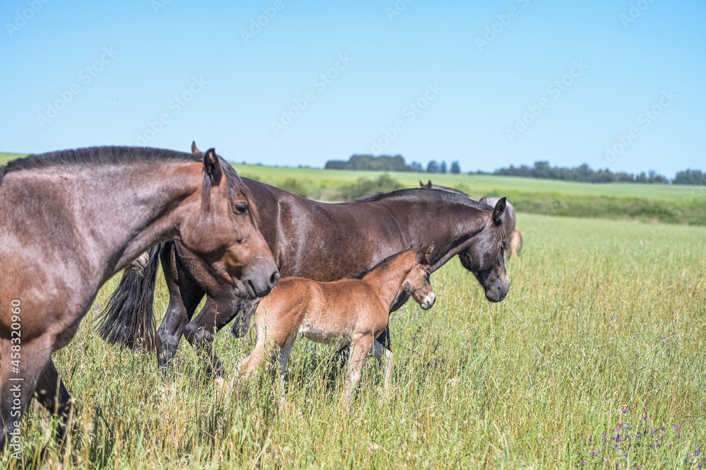 Fototapeta premium Cavalos no campo