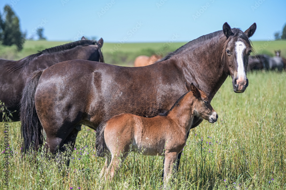 Cavalos no campo