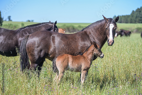  Cavalos no campo © Giacomo