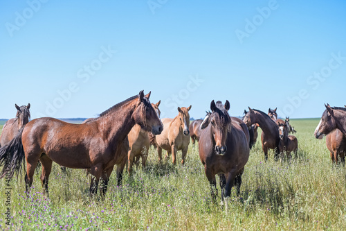 Cavalos no campo