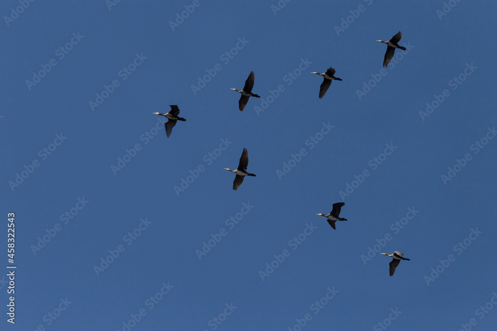 flock of great cormorants flying in a sky flock of great cormorants flying in a sky