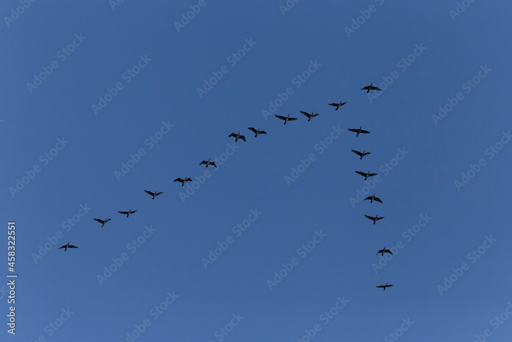 flock of birds flying in a clear blue sky