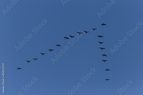 flock of birds flying in a clear blue sky