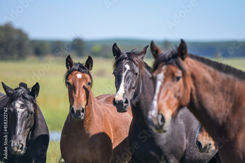 Cavalos no campo © Giacomo