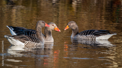 Greylag gooses having a conversation in the water
