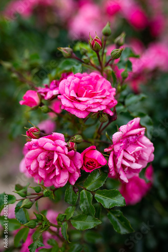 pink roses in garden