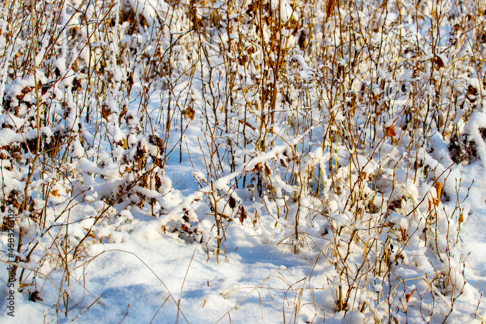 Snow-covered thickets of young trees in the winter forest in sunny weather Snow-covered thickets of young trees in the winter forest in sunny weather