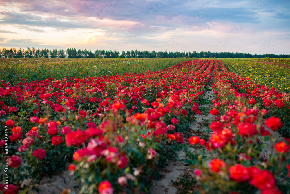field of roses