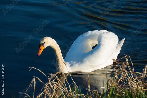 Schwan, schwimmt auf  einem See, und wärmt sich in der Abendsonne photo