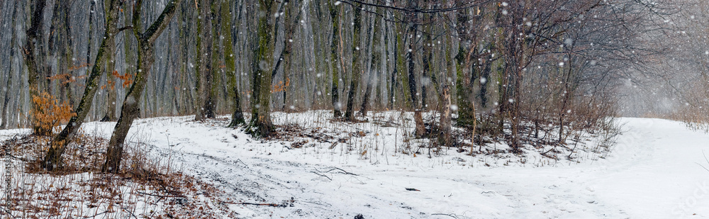 Panorama of winter forest with dark trees during snowfall. Winter landscape with trees in the forest