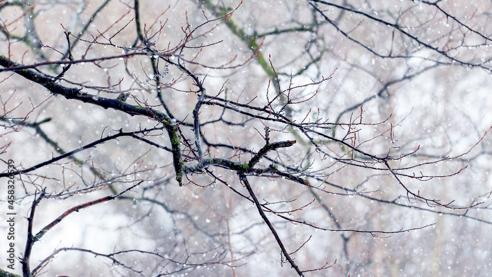 Tree branch with raindrops in winter forest during thaw Tree branch with raindrops in winter forest during thaw