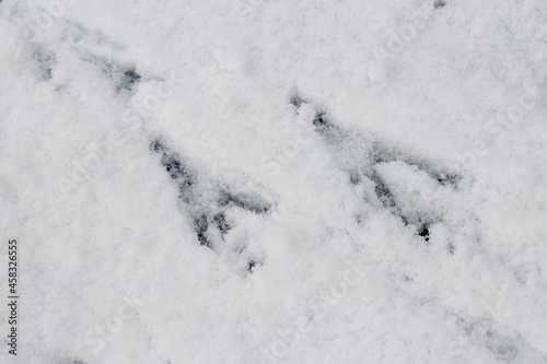 Crow tracks on white snow. Traces of birds © Volodymyr