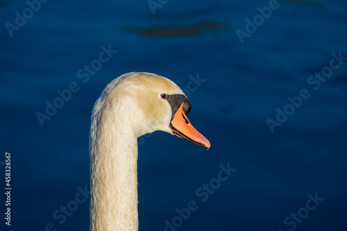 Schwan, schwimmt auf  einem See, und wärmt sich in der Abendsonne photo