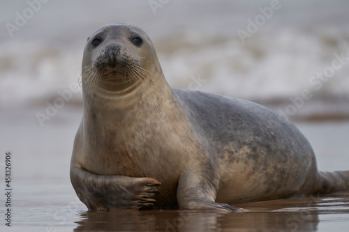 Grey Seal (Halichoerus grypus) on a sandbank off the coast of Lincolnshire in England, United Kingdom