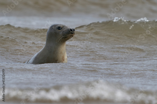 Grey Seal (Halichoerus grypus) in the surf off the coast of Lincolnshire in England, United Kingdom