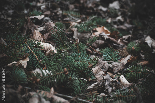 fallen coniferous branches and leaves