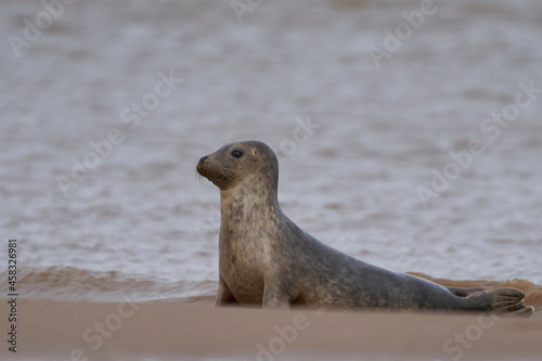 Grey Seal (Halichoerus grypus) on a sandbank off the coast of Lincolnshire in England, United Kingdom