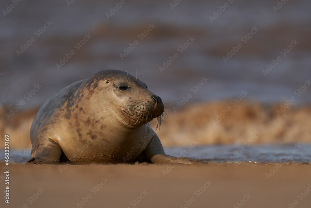 Fototapeta premium Grey Seal (Halichoerus grypus) on a sandbank off the coast of Lincolnshire in England, United Kingdom
