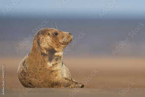Grey Seal (Halichoerus grypus) on a sandbank off the coast of Lincolnshire in England, United Kingdom