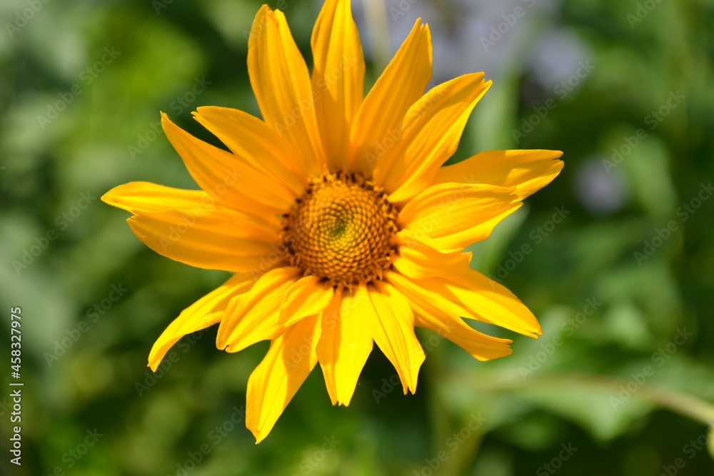 yellow flower in the garden yellow flower in the garden