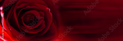 Red rose flower bud close-up background texture. Panoramic banner.