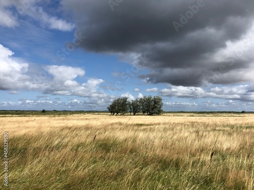 tree in the field photo