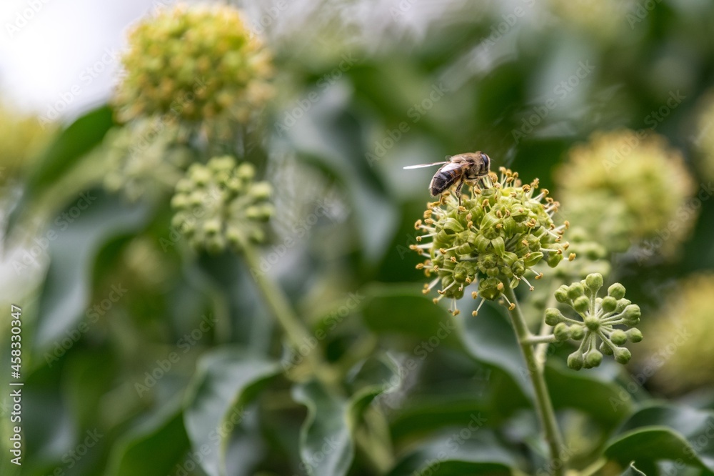 Fototapeta premium bees on ivy - flowers in a garden Bienen am Efeu