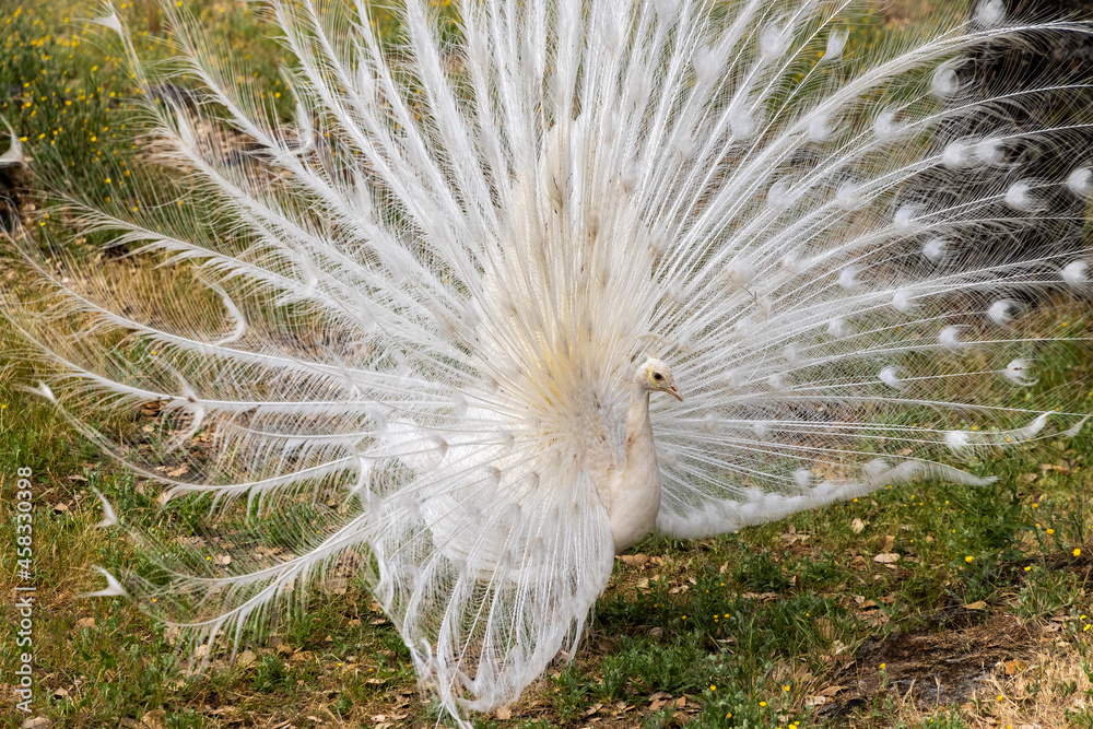 White peacock in courtship.