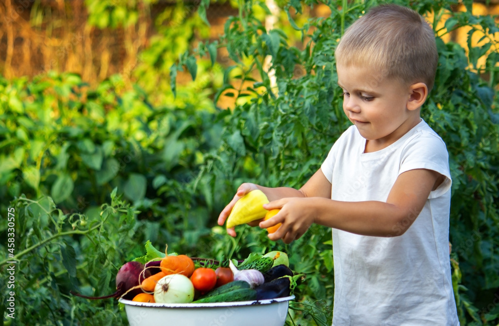 The child holds information vegetables in his hands. Vegetables in a bowl on the farm. Organic product from the farm. The child holds information vegetables in his hands. Vegetables in a bowl on the farm. Organic product from the farm.