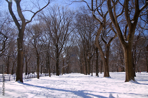 The iced trail with the empty trees in a winter Central Park scene © willeye