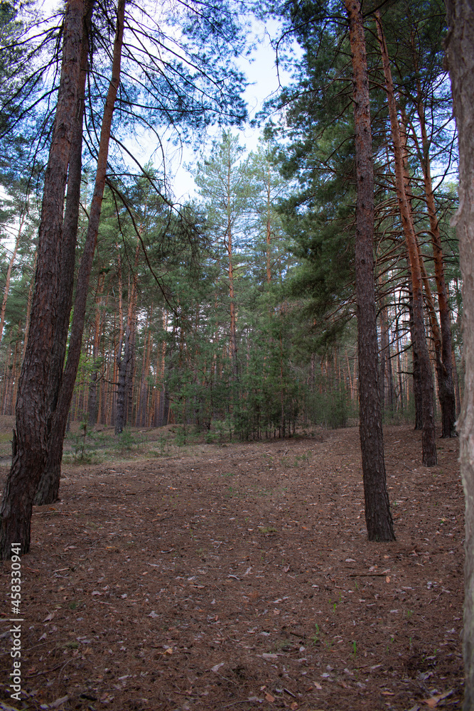 Fototapeta premium Spring view of pine forest