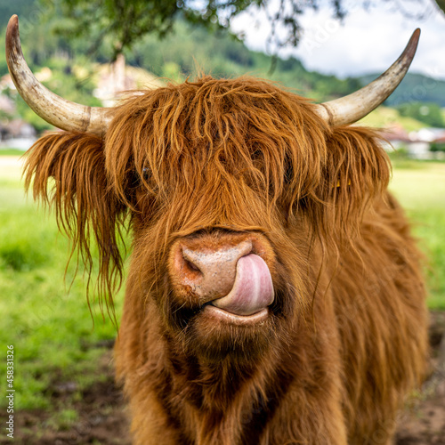highland cow in kinzig valley in black forest, germany photo