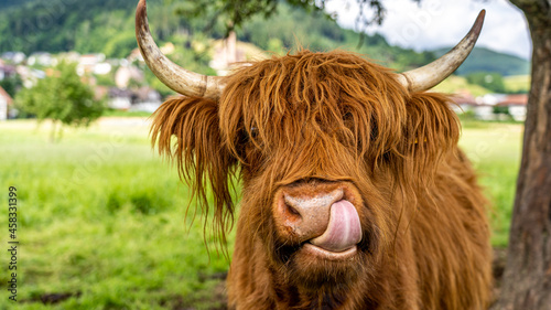 highland cow in kinzig valley in black forest, germany photo