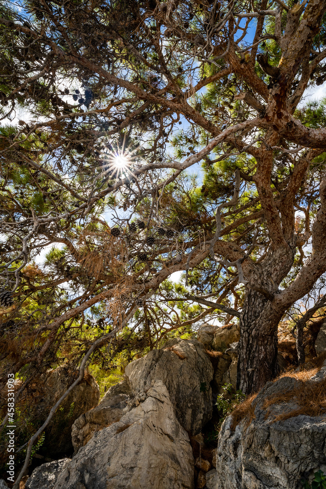 Sonnenstrahlen durch knorrigen Baum Sonnenstrahlen durch knorrigen Baum