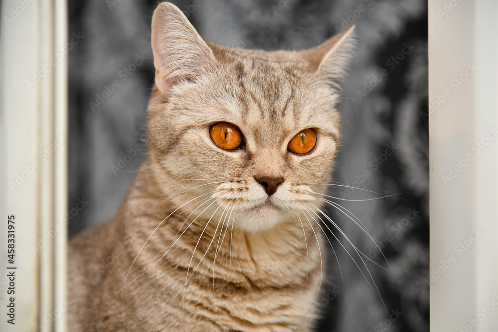 British shorthaired kitten with yellow eyes .Close-up. Cute pet animal. Portrait.