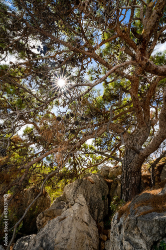 Sonnenstrahlen durch knorrigen Baum © Markus