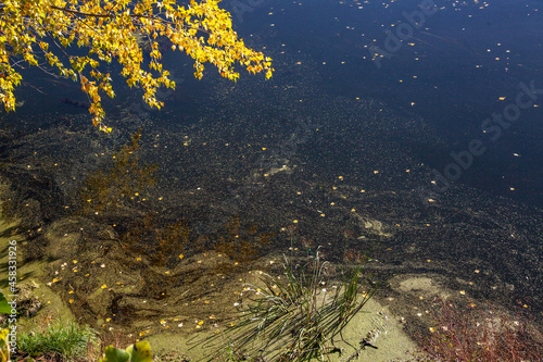 A branch with yellow autumn leaves hangs over the river. Fallen leaves and aquatic plants float in the water.