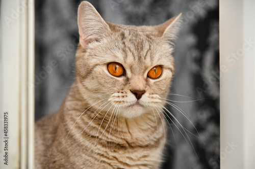 British shorthaired kitten with yellow eyes .Close-up. Cute pet animal. Portrait.