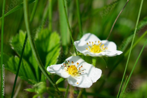 Blooming wild strawberry on a sunny day