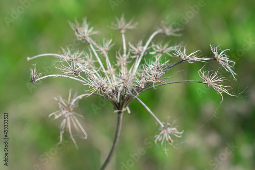 Dry inflorescence of field grass