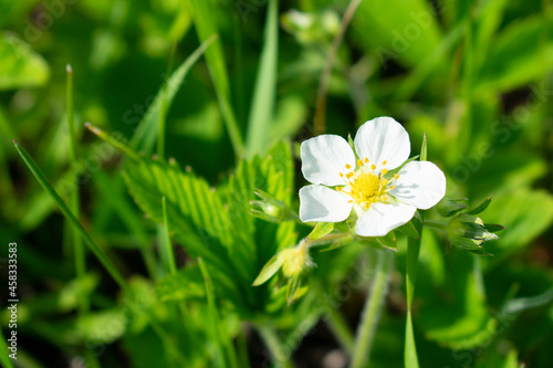 Blooming wild strawberry on a sunny day